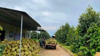 Cần sang lại vườn sầu 40 cây đang ra trái, có hệ thống béc phun