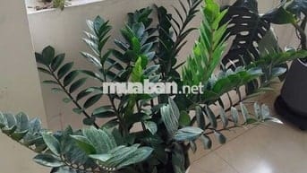 Cho thuê gian nhà cấp 4 52 m2, Giá 4,5 triệu/ tháng