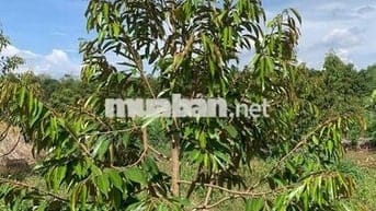 Bán vườn sầu riêng gần 4 năm tuổi