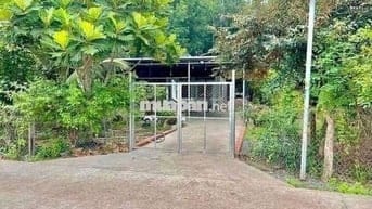 Bưởi sai trĩu quả, chôm chôm đỏ rực sân – nơi bình yên tìm tới