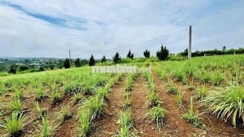 hàng hiếm giá rẻ siêu bất ngờ tại lộc an - bảo lâm 2