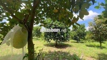 Đất Vườn - tx chơn thành - 1 xẹt QL 13