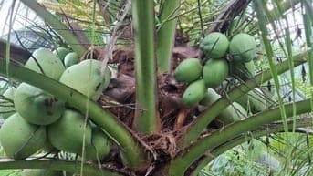 Bán đất vườn dừa chính chủ 