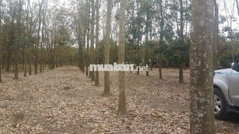 Chính chủ bán đất vườn cao su 3ha trong khu dân cư hiện hữu.