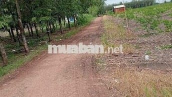 Đất nền thổ cư 60m2 Tân Hưng , Tây Ninh