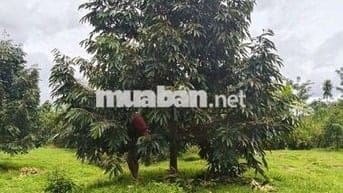 BÁN VƯỜN SẦU RIÊNG ĐÔNG ĐẶC HÒA BẮC DI LINH