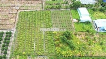 3100m(44x65m) chuyển full thổ cư. Nhựa vô 300m, về Bình Chánh 15km