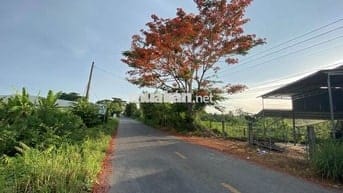 CHÍNH CHỦ - Bán đất HL71B (Lộ Cái Thia - cách QL1A 500m) - Cái Bè