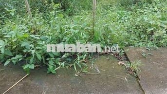 ĐAT NỀN TÂN QUƠI TRUNG GIA RẺ-CƠ HÔI ĐAU TƯ