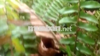 Đất cây lâu năm ấp mũi côn tiểu gần công ty cây xanh tphcm