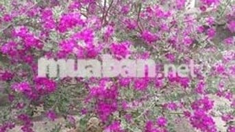 Chính chủ cần bán lô  200m2 xây nhà vườn, xây nhà trọ ,nghỉ dưỡng