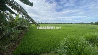 Cần bán 7,3 công đất ruộng ở Bàu Sơn Châu Thành