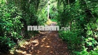 Bán đất phú túc thống nhất đinh quán ,shr ,1000 m