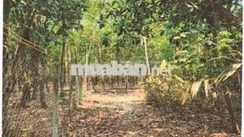 Bán ĐGTS đất tại TĐ số: 157, ấp Cẩm An, xã Thạnh Đức, tỉnh Tây Ninh