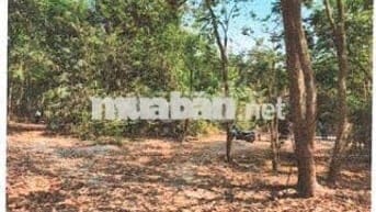 Bán ĐGTS đất tại TĐ số: 159, xã Thạnh Đức, tỉnh Tây Ninh