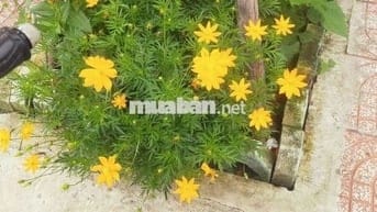 Cho thuê nhà cấp 4 hẻm Ô  TÔ  đường Llê lợi Vũng Tàu