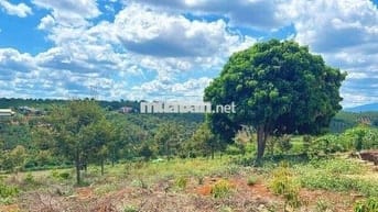 CHỦ GỬI BÁN LÔ ĐẤT CAFE & SẦU RIÊNG
Săn Mây -View Sông- Phong Thuỷ Tốt