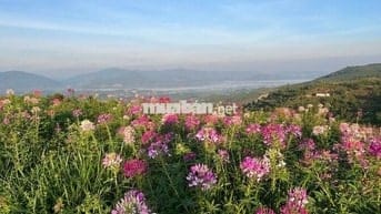 Mảnh đất hiếm tại Bảo Lộc – nơi mây, suối và pháp lý gặp nhau