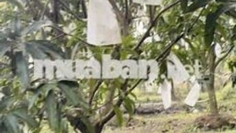đất mặt tiền có vườn xoài sầu riêng