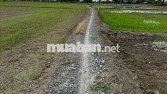 Chính chủ bán gấp 1340m2 đất lúa Tại xã Tân Lân