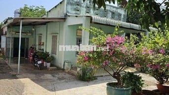 Chủ gửi mảnh đất bằng phẳng 2058m2 gồm nhà vườn cây ăn trái