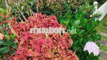 Cần bán biệt thự nghỉ dưỡng Đà Lạt