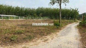 🌿 BÁN GẤP LÔ ĐẤT ĐẸP TẠI THẠNH ĐỨC – GÒ DẦU, TÂY NINH – CHỈ 550 TRIỆU