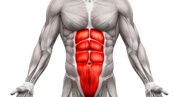 Tạ Tay Lục Giác – Dụng Cụ Tập Gym Hiệu Quả Tại Nhà