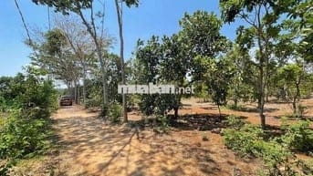 🌿 BÁN ĐẤT XÃ XUÂN BẢO – HUYỆN CẨM MỸ – ĐỒNG NAI 🌿  📍 Vị trí: Xã Xuân B