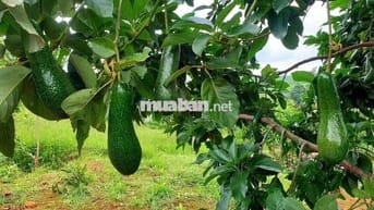 Chủ cần bán đất vườn view rừng thông gần cao tốc & sân bay Liên Khương