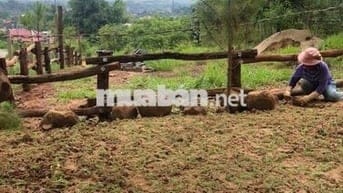 CHÍNH CHỦ BÁN 14.425M2 ĐẤT 2 MẶT TIỀN *** KHU MẶT SÔNG ĐA NHIÊM