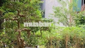 Bán đất ở Dữu Lâu (gần ủy ban phường cũ)