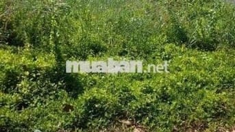 Chính chủ bán gấp đất mặt tiền tỉnh lộ 865, Tân Phước Tiền Giang