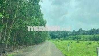 20x50 m mặt tiền đường nhựa sổ riêng, 450 tr