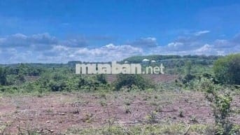 🏡 CHÍNH CHỦ CẦN BÁN ĐẤT RỘNG LỚN XÃ PHƯỚC BÌNH – LONG THÀNH – ĐỒNG NAI