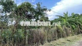 🏡 CHÍNH CHỦ CẦN BÁN ĐẤT TẠI XÃ CẨM ĐƯỜNG – LONG THÀNH – ĐỒNG NAI 🏡  📍
