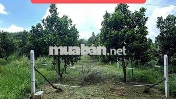 Đất 250m2, 1 xẹt đường ĐH507 450tr