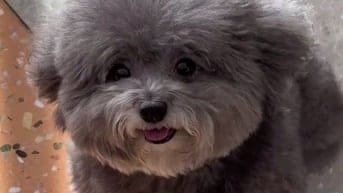 Poodle đực xám  Size teacup. 6 tháng