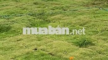 Bán DN Lộc Đức, Bảo Lâm, Lâm Đồng, 810 triệu, 157.1m2