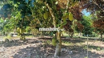 Sang tên công chứng ngay vườn mít sẵn TC 450m2 chỉ 630tr, Sát bên KCN