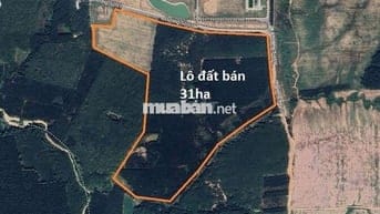 CẦN BÁN GẤP 31ha ĐẤT CLN – 2km MẶT TIỀN ĐƯỜNG NHỰA SỐ 11