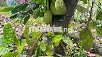 Bán lô đất vườn mít đang trái 1200m2 nở hậu