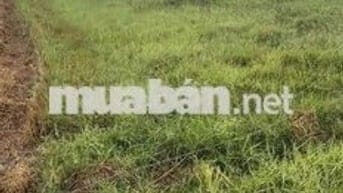 Bán đất lền hẻm thông 4m đường 823D Đức Hoà Đông - Đức Hoà - Long An