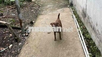 Đất bình nhâm  sổ riêng 68m2 chỉ 1ty1 gần p lái thiêu
