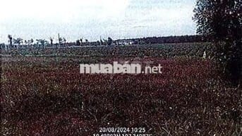 Bán ĐGTS đất tại TĐ số: 96, xã Đất Đỏ, TP. Hồ Chí Minh