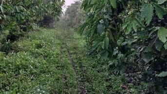 Bán gấp 1 ha đất cà phê tại Lộc Phát - Bảo Lộc