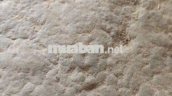 Xe máy Raider xác xe