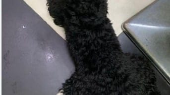 Chó Poodle đen, chó cute       