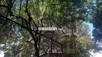 MT KINH DOANH - TRUNG TÂM GÒ VẤP - XÂY BIỆT THỰ HOẶC TOÀ NHÀ VĂN PHÒNG
