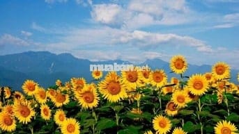 Cho thuê phòng trọ sinh viên ở Lĩnh Nam